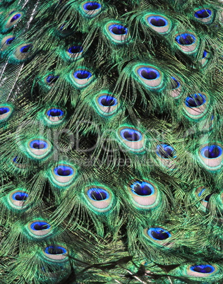 Peacock tail