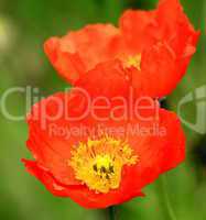 Beautiful poppies