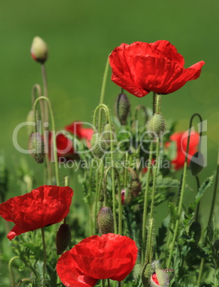 Poppies in nature