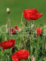 Poppies in nature