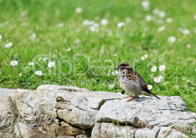 Sparrow on a rock