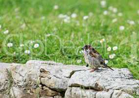 Sparrow on a rock
