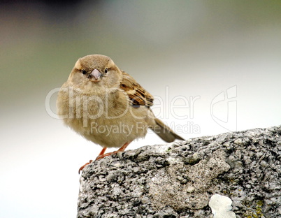 Sparrow portrait