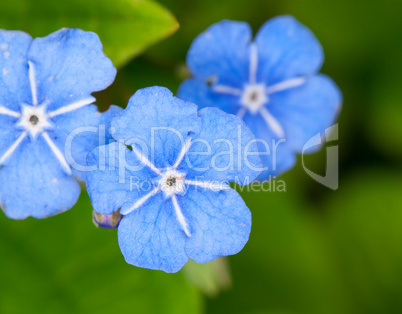 omphalodes