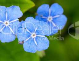 omphalodes