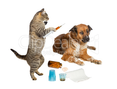 Veterinarian cat treating sick dog on white