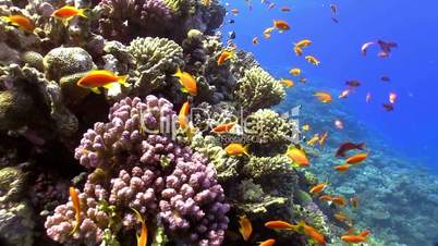 Colorful Fish on Vibrant Coral Reef, Red sea