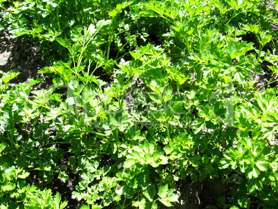 young green plant of parsley