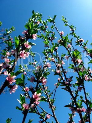 blossoming tree of peach