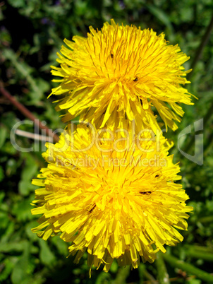 yellow flowers of dandelion