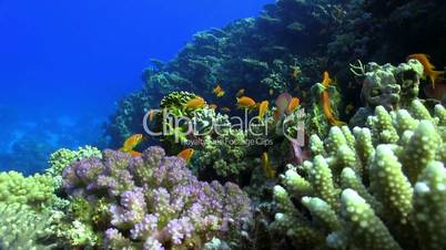 Colorful Fish on Vibrant Coral Reef, Red sea