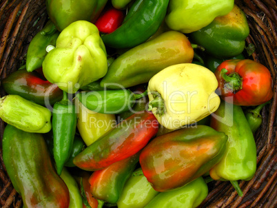 crop of multicolour bulgarian pepper