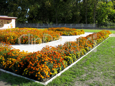 beautiful flower of tagetes on flower bed