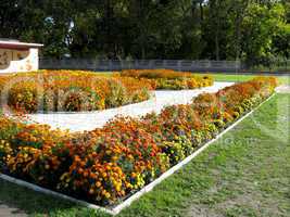 beautiful flower of tagetes on flower bed