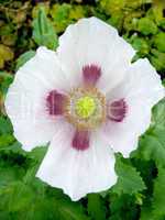beautiful white flower of poppy