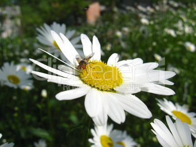 beautiful white chamomile and little fly