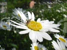 beautiful white chamomile and little fly