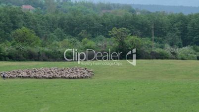 Flock of sheep timelapse