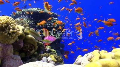 Colorful Fish on Vibrant Coral Reef, static scene, Red sea