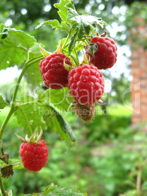 red berries of raspberry