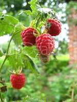 red berries of raspberry