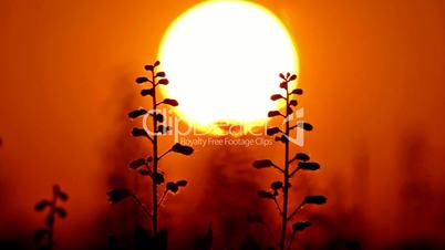 Sunset with flowers silhouette