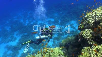 Diver swims over coral reefs. Red Sea