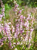 beautiful pink meadow flowers