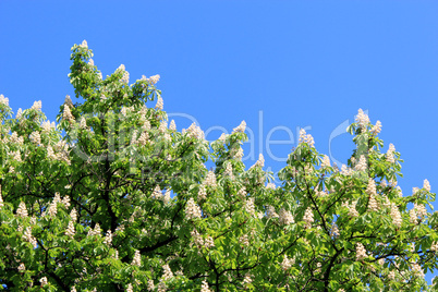 crowe of blossoming flowers of chestnuts