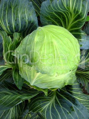 big head of green cabbage