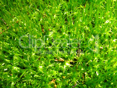 background of green moss