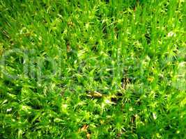 background of green moss