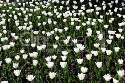 white tulips on the flower-bed