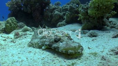 Crocodile fish on Coral Reef, Red sea