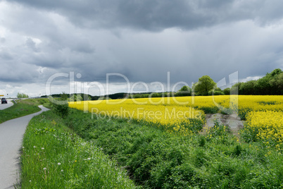 Rapeseed (Brassica napus)