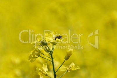 Rapeseed (Brassica napus)