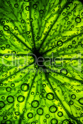Citrus close up with bubbles