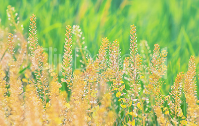 Field of grass during sunset