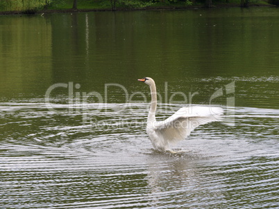 Schwan im Wasser