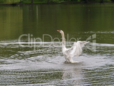 Schwan im Wasser