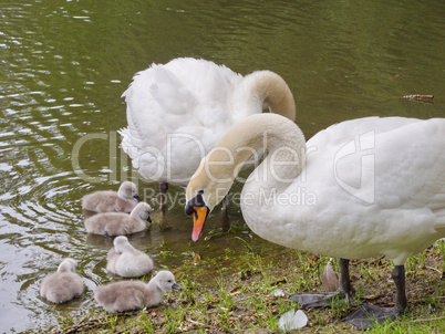 Höckerschwäne (Cygnus olor) mit Küken