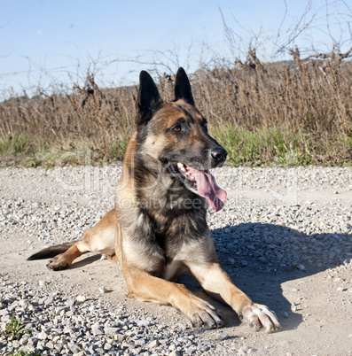 malinois