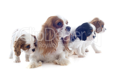 family cavalier king charles