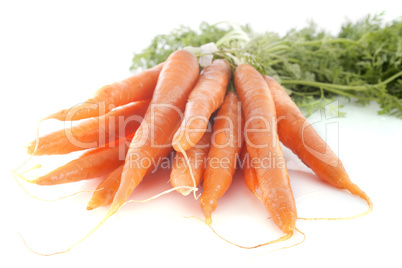 early carrot