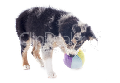 playing puppy border collie