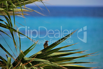 vogel auf palme am meer