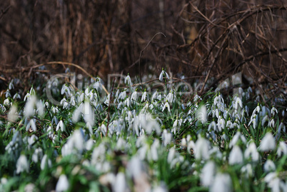 schneegloeckchen im fruehling