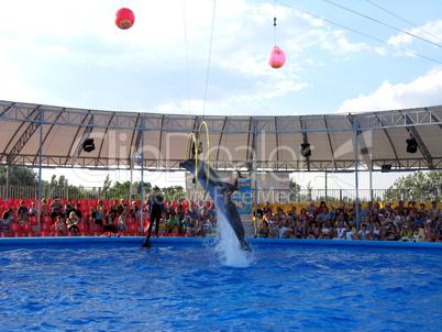 show with dolphins in delphinariums