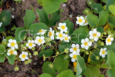 flowering of strawberry