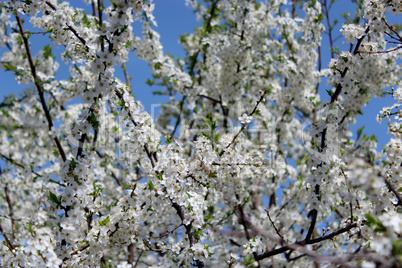 blossoming tree of plum